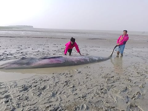 मुरीगंगा नदी में दिखी ह्वेल मछली, देखने उमड़े लोग