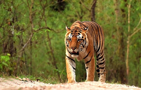 Royal Bengal Tiger को पकड़ने के लिए जीनत के Urine का हो रहा उपयोग