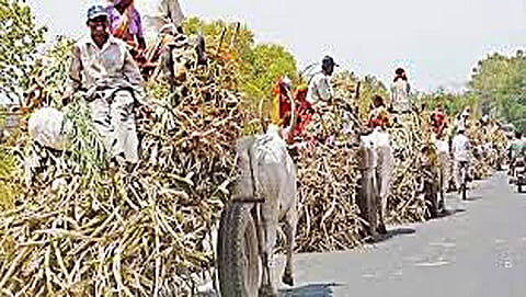 sugarcane travelling
