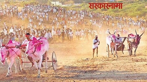 bullock cart race