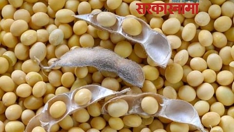 soybean