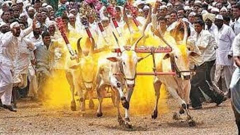 Bullock cart race 