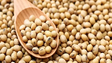 Soybean