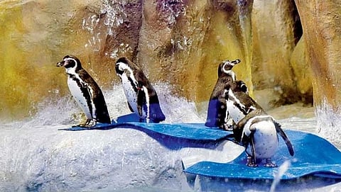 Penguin Exhibition