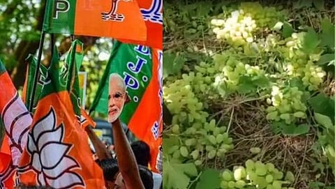 bjp - grapes farmer