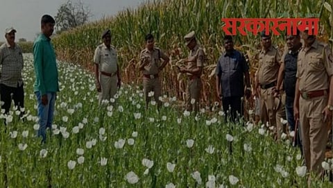 narcotin crop farm in Jalgaon