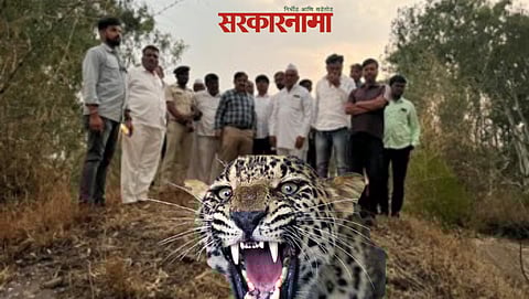 Junnar News, Atul Benke on Sharaddada Sonavane, Junnar leopard safari news