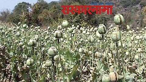 opium crop