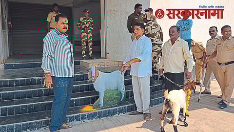 Goat sacrifice agitation