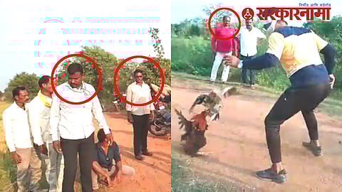 Cockfighting in Devendra Fadanvis's District