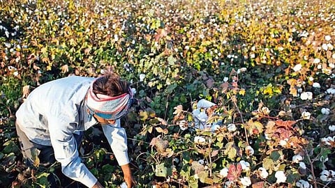 Cotton of Nagpur District