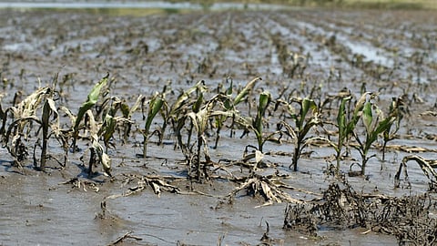 Damage of Agricultural Crops