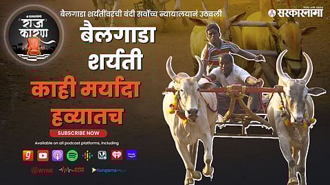 Bullock Cart Races in Maharashtra :