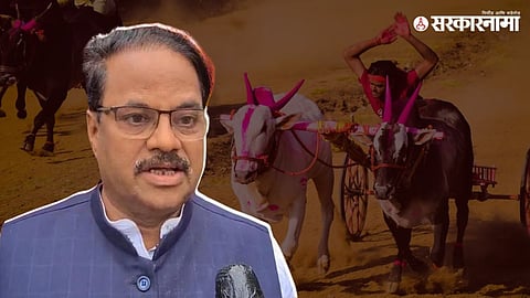 Bullock Cart Stone Pelting News :