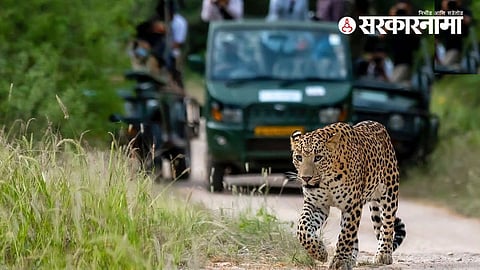 Junnar Leopard Safari