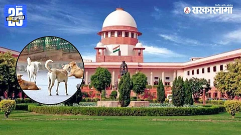 Supreme Court directs sterilised and vaccinated stray dogs to be released back in the same area, barring rabies and aggressive cases.