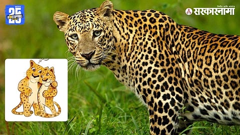 A humorous take on rising leopard sightings in Maharashtra, featuring a fictional conversational moment between two leopards symbolizing growing human-wildlife encounters.