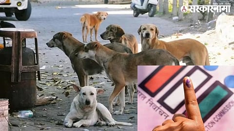 Street Dog Crime (1).jpg