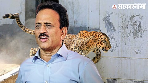 leopard in Nashik Kumbh Mela