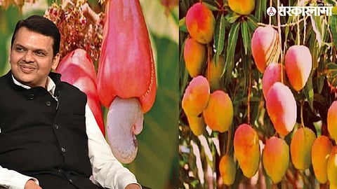 kokan mango cashew farmers relief; devendra fadnavis