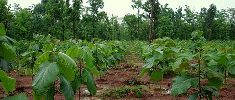 No Budget for Afforestation This Year in Maharashtra