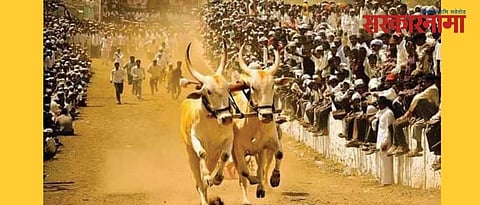 bullock cart races