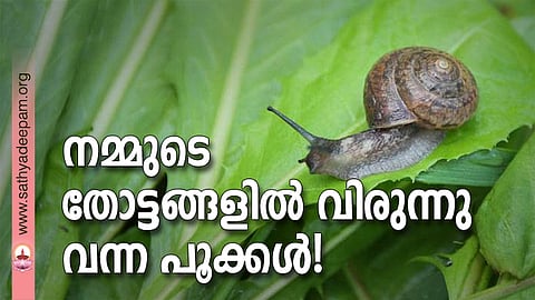 നമ്മുടെ തോട്ടങ്ങളില് വിരുന്നു വന്ന പൂക്കള്!