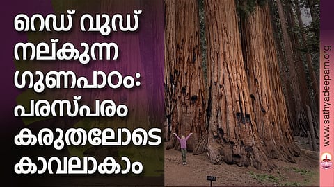 റെഡ് വുഡ് നല്കുന്ന ഗുണപാഠം: പരസ്പരം കരുതലോടെ കാവലാകാം
