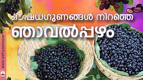ഔഷധഗുണങ്ങള് നിറഞ്ഞ ഞാവല്പ്പഴം