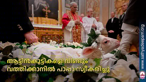 ആട്ടിന്കുട്ടികളെ വീണ്ടും വത്തിക്കാനില് പാപ്പാ സ്വീകരിച്ചു