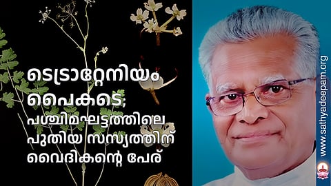 ടെട്രാറ്റേനിയം പൈകടെ; പശ്ചിമഘട്ടത്തിലെ പുതിയ സസ്യത്തിന് വൈദികന്റെ പേര്