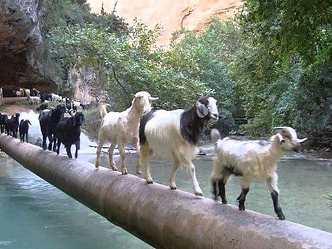 കെദ്രോണ്