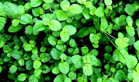 ഔഷധഗുണങ്ങൾ നിറഞ്ഞ തഴുതാമ