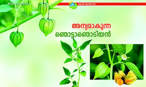 അന്യമാകുന്ന ഞൊട്ടാഞൊടിയന്