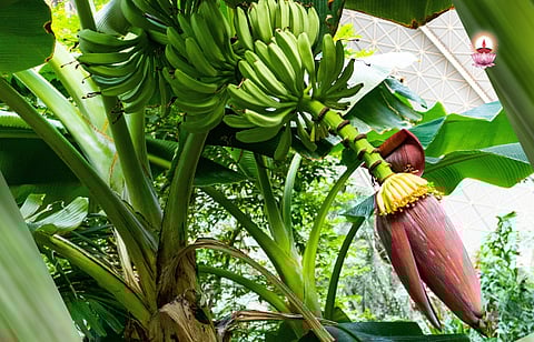 കുലച്ചുമരിക്കുന്ന ജീവിതം