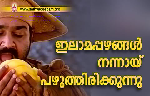 ഇലാമപ്പഴങ്ങള് നന്നായ് പഴുത്തിരിക്കുന്നു