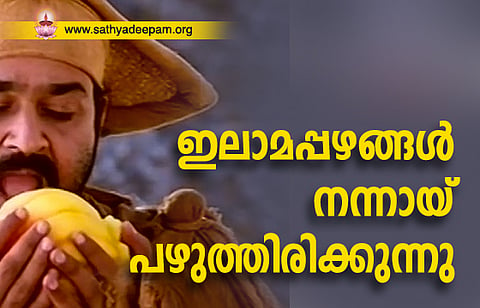 ഇലാമപ്പഴങ്ങള്‍ നന്നായ് പഴുത്തിരിക്കുന്നു