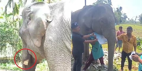 অসমত হাতীদাঁত কটাৰ ঘটনা: দিগবৈত অভিযানত দুজন গ্ৰেপ্তাৰ; বন্যপ্ৰাণী চোৰাচালানৰ বৃহৎ চক্ৰ উদ্ঘাটনত বন বিভাগৰ তদন্ত