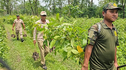 কোকৰাঝাৰ: দখলৰ আশংকাৰ মাজত শিখোৱানা জহ্ৱালাও ৰাষ্ট্ৰীয় উদ্যানত বৃক্ষৰোপণ অভিযান আৰম্ভ