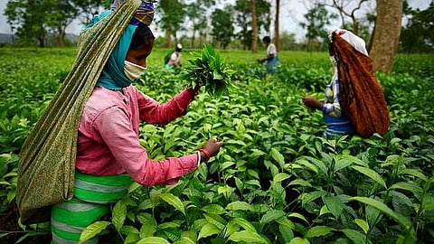 অসমত চাহ শ্ৰমিকৰ দৈনিক মজুৰি পৰ্যায়ক্ৰমে ৫০০ টকালৈ বৃদ্ধি কৰা হ’ব, হিমন্ত বিশ্ব শৰ্মা
