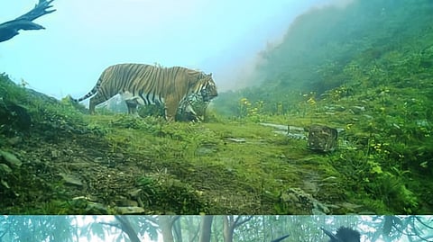 Tiger and Gaur Images