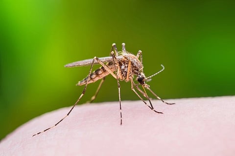 Japanese Encephalitis