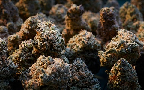 Marijuana worth around Rs 10 crore seized by STF in Guwahati