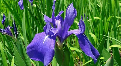 Manipur: Manipur’s Sacred Kombirei Iris Recognized as a Valuable Addition to India’s Flora