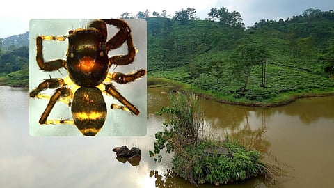 Meghalaya: New Species Of Jumping Spider Discovered By Researchers