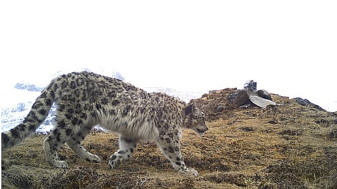 Arunachal Pradesh: Arunachal Pradesh Leads Northeast with Highest Snow Leopard Population