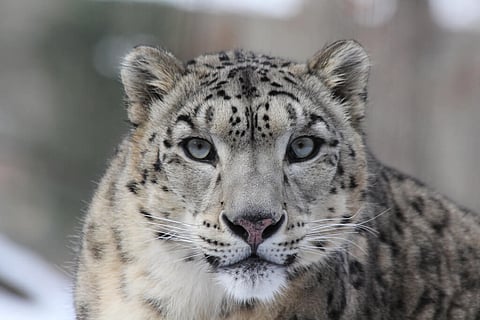 Save snow leopards to save Brahmaputra