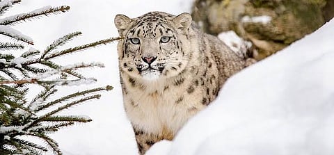 New Delhi: 1st Ever Scientific Exercise Reveals 718 Snow Leopards in India, Highest in Ladakh