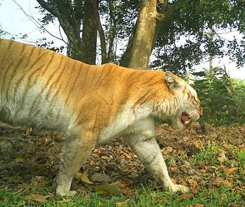 Assam: Rare Golden Tiger Spotted In Kaziranga National Park, CM Shares Picture