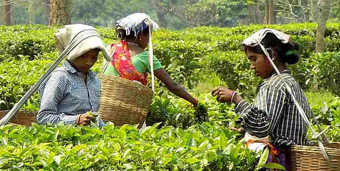 Tea plantation: Banned pesticides still in use!